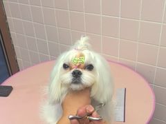 -FAELING PETS美天灵宠物(富力广场店)