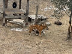 -石家庄市动物园