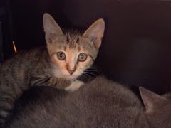 -佳雯宠物医院·皮肤科·内外科(春晓路分院)