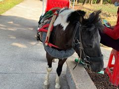 -广东花都香草世界旅游度假区