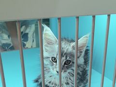 -FAELING PETS美天灵宠物(合生汇店)