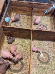 -酷嗒动物文化乐园(cutezoo西溪乐天城店)