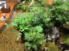 餐桌-森味薪火烧•烧鸟居酒屋•日本料理(望京店)