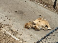 -大连森林动物园