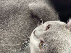 -创凡宠物医院·骨专科  猫科中心(西乡分院)