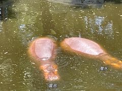 -深圳野生动物园