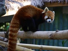 -深圳野生动物园