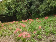 -西湖风景区-江洋畈生态公园
