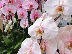 -上海鲜花港