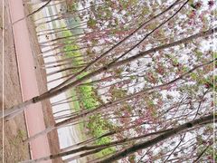 -丁香湖公园