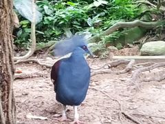 -新加坡飞禽公园