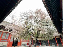 -西安碑林博物馆