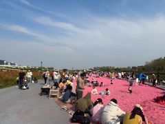 -春花秋色城市公园