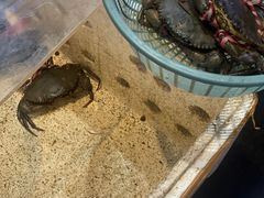 -莲花公园煎蟹(总店)