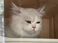 -momokira米努特·德文卷毛猫·棉花面纱犬