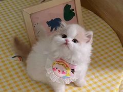 -欣宠猫屋·矮脚拿破仑·蓝金金渐层