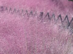 -羊亭河湿地公园