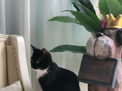 -宠爱国际动物医院· 猫科· 外科·中兽医(长白店)