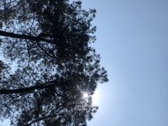 -铁山坪森林公园