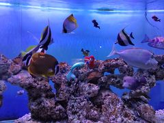 -太平洋海底世界