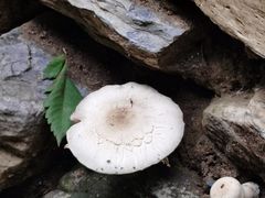 -北京上方山国家森林公园