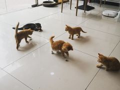 -平行世界·猫咖(首经贸店)