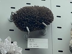 -浙江自然博物院(杭州馆)