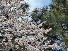 -鹫峰国家森林公园