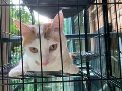 -爱佳宠物中心医院24H·CT·骨外科·猫专科(瑶海万达店)