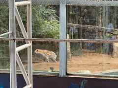 -清迈夜间动物园