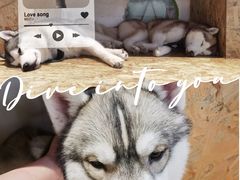 -Husky Go! 哈士奇体验馆·宠物咖啡厅狗咖