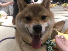 -逗柴咖啡屋·狗咖猫咖宠物桌游
