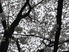 -武汉大学-樱园