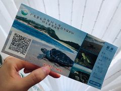 -广东惠东海龟国家级自然保护区