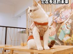 -柴迷FANS CLUB·柴犬狗咖·猫咖