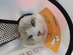 -荔康动物医院(康王北路店)