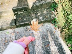 -大金鹰园