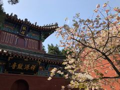 -洛阳白马寺