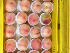 -老袁家蜜桃农场·阳山水蜜桃