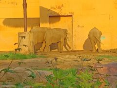 -沈阳森林动物园