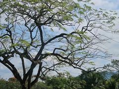 -西双版纳傣族园