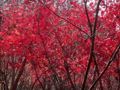 -崂山巨峰游览区