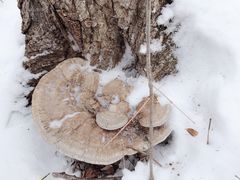 -长白山万达国际滑雪场
