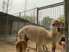 -意大利农场度假村