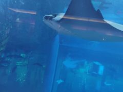 -迪拜水族馆及水下动物园