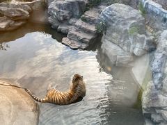 -深圳野生动物园
