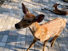 -长白岛森林公园