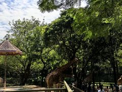 -深圳野生动物园