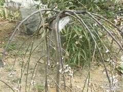 -北京鹫峰国家森林公园
