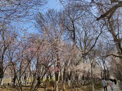 -桃花堤公园